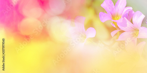 Fotografie spring flowers background