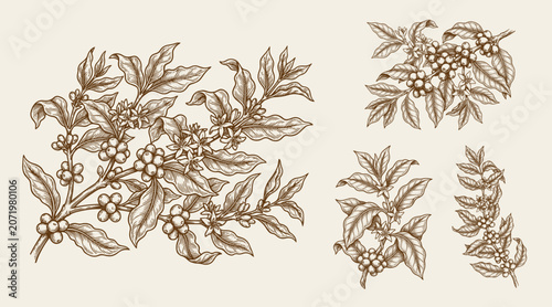 Canvastavla coffee plant and coffee fruit template design illustration