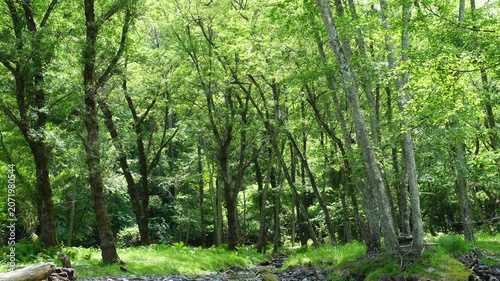 緑が鮮やかな新緑の原生林