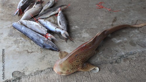 Foto A spotted shark lies beside freshly caught fish at a coastal fish market, showcasing the diversity of marine catches and the daily harvest of local fishermen on a concrete dock