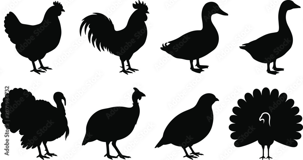 Fototapeta premium Farm poultry and birds silhouette vector set featuring chicken rooster duck goose turkey guinea fowl quail and peacock