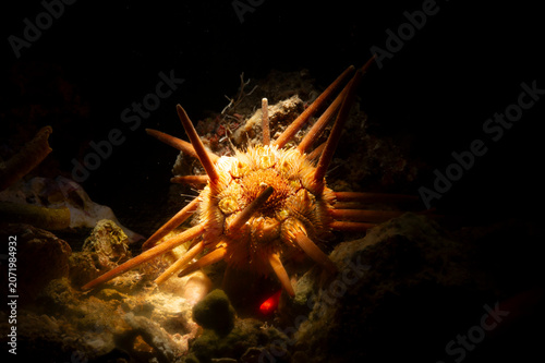 Red lance sea urchin, Stylocidaris affinis, Alghero, Sardinia, Italy, Mediterranean Sea on reef