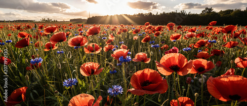 Sonnenuntergang auf einem Blumenfeld mit Mohnblumen