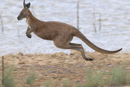 Western Grey Kangaroo