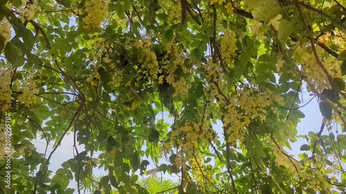 green leaves on the tree