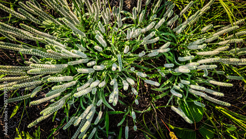 Foto Top view of dense woolly plantain flower spikes growing in a wild green field