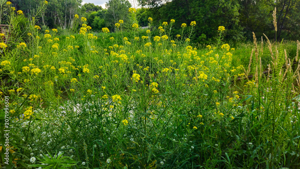 Obraz premium Beautiful riverbed landscape with blooming wild hill mustard yellow flowers in a lush green environment background.