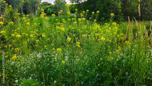 Canvas Print Beautiful riverbed landscape with blooming wild hill mustard yellow flowers in a lush green environment background