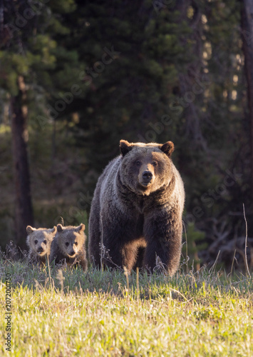 Sow Grizzly Bear With Her Cubs in Springtime in Wyoming