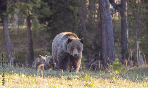 Sow Grizzly Bear With Her Cubs in Springtime in Wyoming