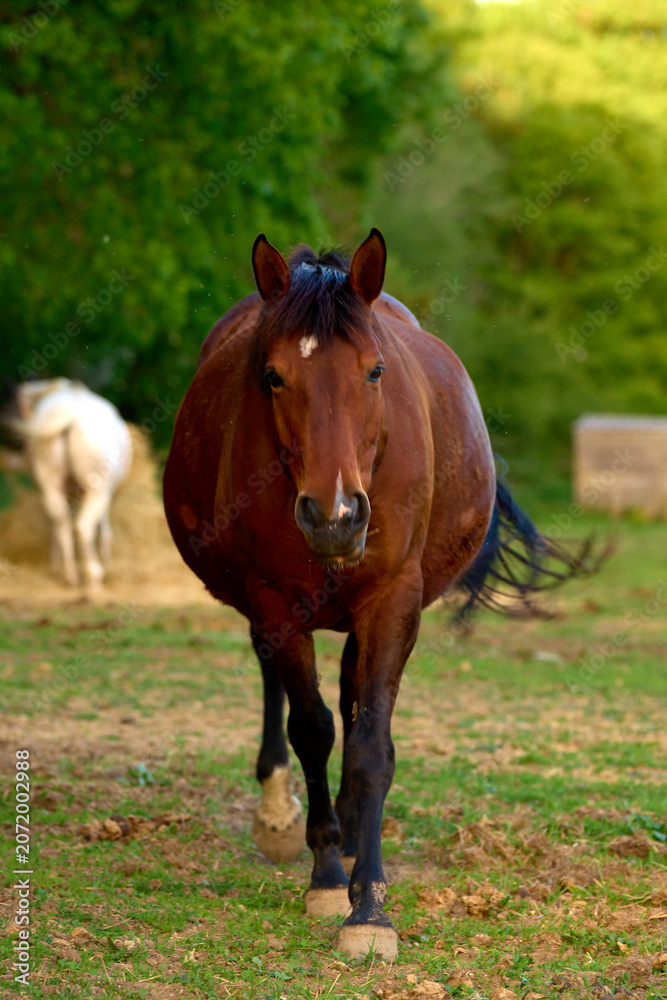 Fototapeta premium Chevaux du domaine Châtelard.