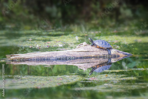 Turtle Basks in the Sun on a Log in Pennsylvania