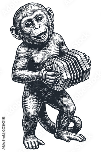 Vector engraving illustration of a cheerful monkey playing a concertina. Vintage monochrome graphic animal character isolated on white.