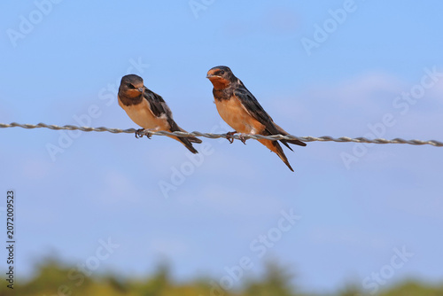 2 hirondelles sur le fil