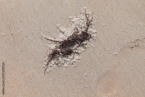 des algues sur le sable