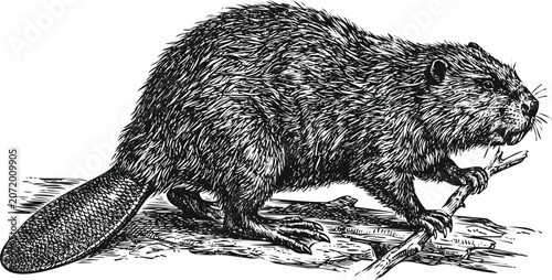 Vászonkép Engraved beaver gnawing wood with detailed fur texture on a white background vin
