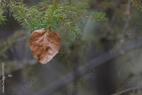 Single brown leaf clinging to a green pine branch in autumn forest