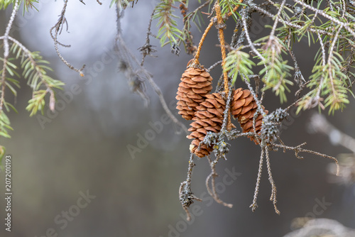 Close-up of mature pine cones hanging from a coniferous tree branch in soft light