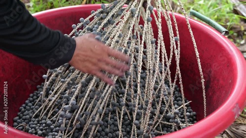 Acai berry harvest. Close up of farmer hands stripping fresh organic acai berries from branches into a red basin. Agricultural farming and raw harvesting concept.
