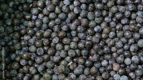 Acai berry harvest. Macro close up of fresh raw acai berries. Detail of dark purple organic acai berry fruits background. Agricultural farming concept.