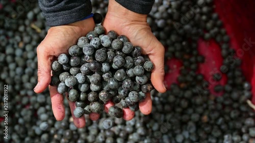 Acai berry harvest. Farmer hands scooping and holding fresh raw acai berries in a red basin. Close up of organic acai berry agricultural farming concept.