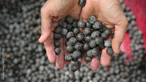 Acai berry harvest. Farmer hands holding and dropping fresh raw acai berries into a red basin. Close up of organic acai berry agricultural farming concept.