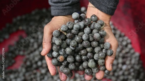 Acai berry harvest. Farmer hands scooping and holding fresh raw acai berries in a red basin. Close up of organic acai berry agricultural farming concept.