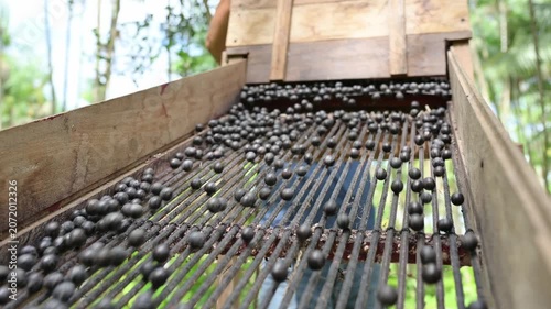 Acai berry harvest. Fresh raw acai berries rolling down a wooden sorting machine grate outdoors. Agricultural farming and harvesting concept of organic fruit.