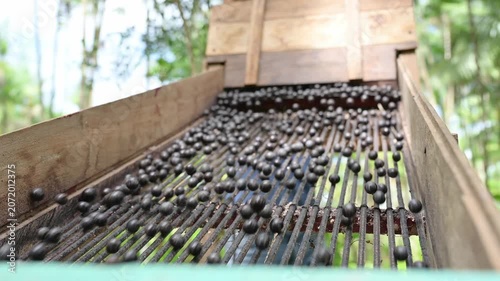 Acai berry harvest. Fresh raw acai berries rolling down a wooden sorting machine grate outdoors. Agricultural farming and harvesting concept of organic fruit.