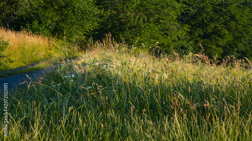 Photos In der Hitze des Sommers blühen die Wiesen mit ihren Blüten um die Wette, softer
