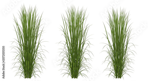 Three potted ornamental grasses isolated on white background minimalist decor