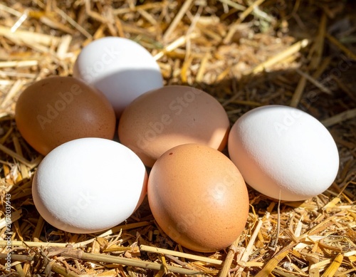 Fresh Chicken Eggs Collected on Rural Farm with Straw Background