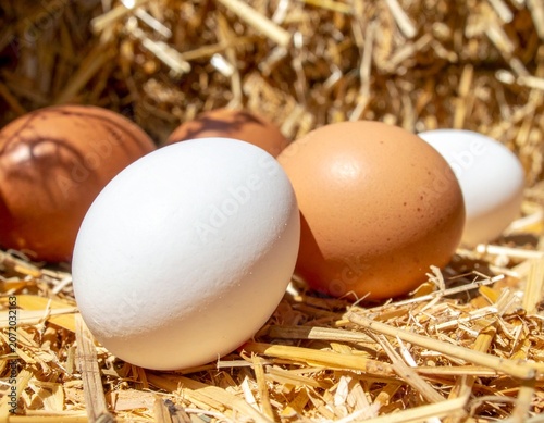Fresh Chicken Eggs Collected on Rural Farm with Straw Background