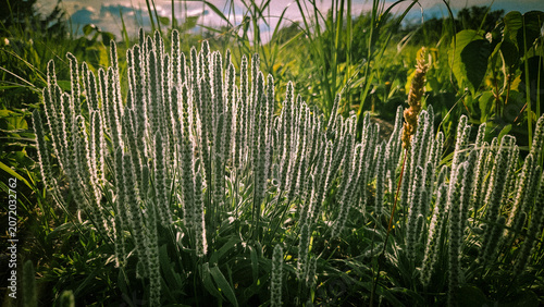 Foto Woolly plantain plants growing wild in a sunny green field with tall narrow flower spikes backlit by natural evening sunlight