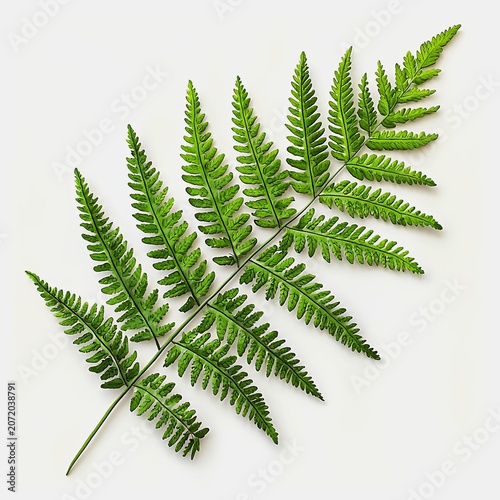 A single green fern leaf with intricate detail on a plain background