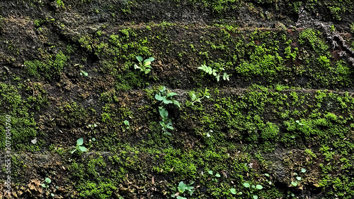 Close up of a mossy stone wall with small green plants growing.