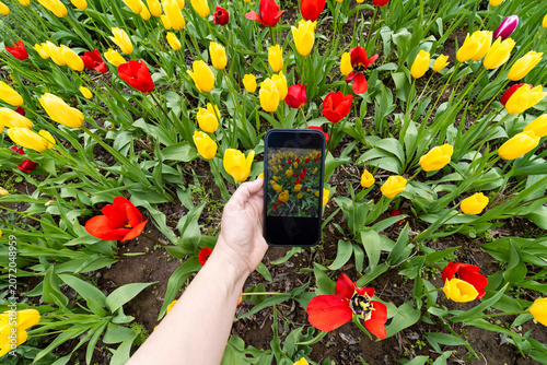 Taking a photo of tulips in a garden