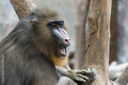 Profile Portrait of a Mandrill with Open Mouth
