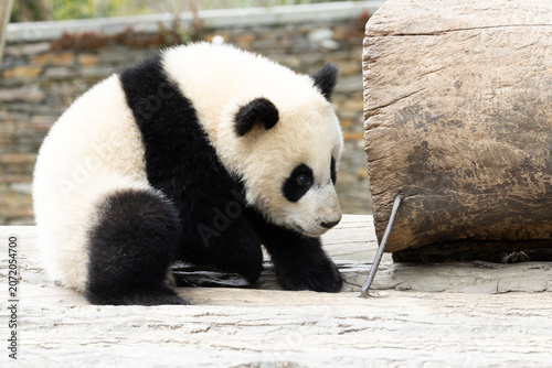 Cute Giant Panda Cub Exploring near a Wooden Log