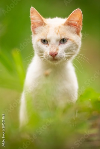 Gato Blanco