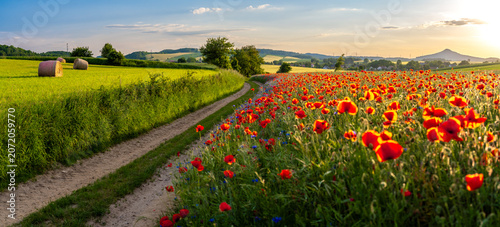 amazing landscape of poppies meadow during sunset in Land of Extinct Volcanoes in Poland