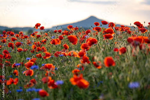 poppy meadow in Land of Extinct Volcanoes in Poland