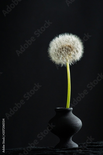 Fluffy dandelion flower in vase; Taraxacum officinale	