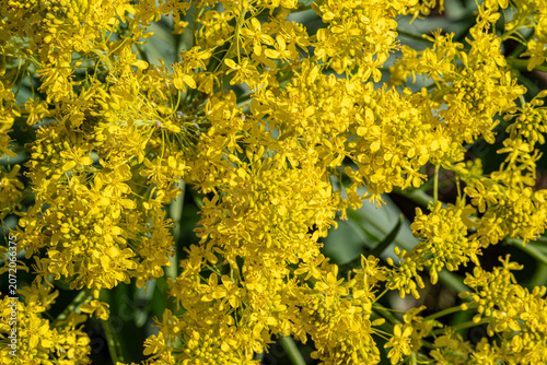 A dense cluster of bright yellow Isatis tinctoria flowers blooms under direct sunlight. The macro shot captures intricate textures with a soft bokeh background. Vibrant spring nature background.