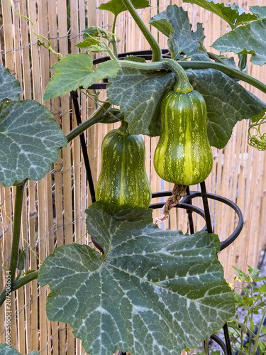 Butternut Squash Hanging on Trellis with Bamboo Backdrop - Vertical Sustainable Gardening and Organic Farming Scene
