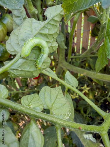 Green caterpillar resting on tomato plant leaves showing common organic garden pest with unripe fruit in background