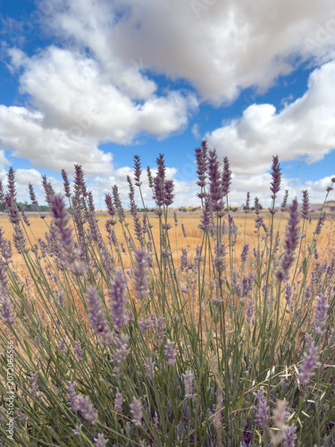 Lavender field with purple flowers and blue sky