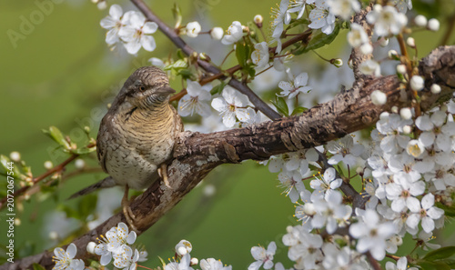 Schilderij op canvas Eurasian Wryneck  - in spring at the garden