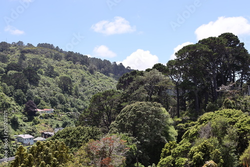 Bild auf Leinwand lush, forested area, dense vegetation transitioning into residential pockets alo