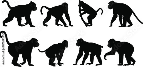 Obraz na plátně Monkey silhouettes collection, wild primate poses vector set, jungle animal desi